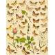 Bryophila, Dipthera, Agrotis, Panthea, Moma - Atlas motýlů střední Evropy, tab. 33