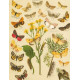 Bryophila, Dipthera, Agrotis, Panthea, Moma - Atlas motýlů střední Evropy, tab. 33