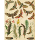 Bryophila, Dipthera, Agrotis, Panthea, Moma - Atlas motýlů střední Evropy, tab. 33