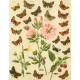 Bryophila, Dipthera, Agrotis, Panthea, Moma - Atlas motýlů střední Evropy, tab. 33