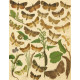 Bryophila, Dipthera, Agrotis, Panthea, Moma - Atlas motýlů střední Evropy, tab. 33
