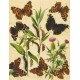 Bryophila, Dipthera, Agrotis, Panthea, Moma - Atlas motýlů střední Evropy, tab. 33