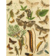 Bryophila, Dipthera, Agrotis, Panthea, Moma - Atlas motýlů střední Evropy, tab. 33