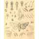 Cnethocampa, Gonophora, Asphalia, Acronycta… - Atlas motýlů střední Evropy, tab.32