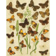 Cucullia, Eurhipia, Calpe, Plusia, Telesilla - Atlas motýlů střední Evropy, tab.40