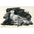 Pigeon au fond gris (Pigeon on grey background) (2.2.1947)