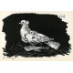 Pigeon blanc, fond noir (Pigeon on black background) (4.2.1947)