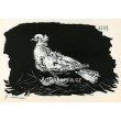 Pigeon blanc, fond noir (Pigeon on black background) (4.2.1947)