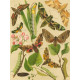 Notodonta, Lophopteryx, Pterostoma, Drynobia... - Atlas motýlů střední Evropy, tab.31