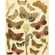 Setina, Lithosia, Gnophria, Emydia, Deiopeia... - Atlas motýlů střední Evropy, tab.22