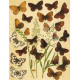 Setina, Lithosia, Gnophria, Emydia, Deiopeia... - Atlas motýlů střední Evropy, tab.22