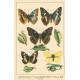 Atlas motýlů 12