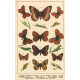 Atlas motýlů 12