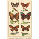 Atlas motýlů 13