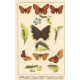 Atlas motýlů 13
