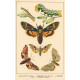 Atlas motýlů 15