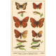 Atlas motýlů 16