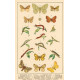 Atlas motýlů 16