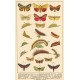 Atlas motýlů 17