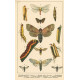 Atlas motýlů 17
