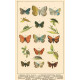 Atlas motýlů 18