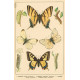 Atlas motýlů 6