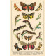 Atlas motýlů 9