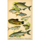 Atlas plazů, obojživelníků a ryb - 30 tabulí
