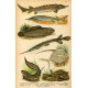 Atlas plazů, obojživelníků a ryb - 30 tabulí