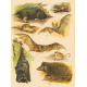 Liška, Fenek, Liška polární, Hyena žíhaná, Hyena skvrnitá, Hyena psovitá