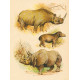 Liška, Fenek, Liška polární, Hyena žíhaná, Hyena skvrnitá, Hyena psovitá