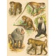 Orangutan, Šimpanz, Gorilla, Gibbon šedý