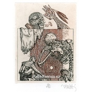 Dermatolog (Editio 13)